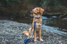 Load image into Gallery viewer, Add a Matching Leash