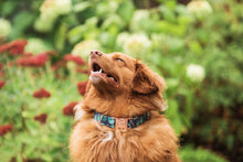 Load image into Gallery viewer, Eucalyptus Dog Collar