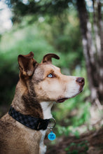 Load image into Gallery viewer, Black Buffalo Plaid Dog Collar