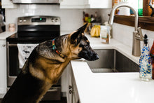 Load image into Gallery viewer, Wash Your Paws Rainbow Dog Collar