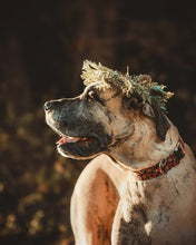 Load image into Gallery viewer, Holly & Pine Cones Dog Collar