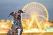 Load image into Gallery viewer, Blue Knit Dog Collar