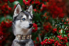 Load image into Gallery viewer, Neutral Christmas Aztec Dog Collar