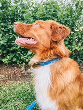 Load image into Gallery viewer, Yale Blue Crosshatch Dog Collar