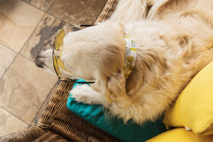 Water Resistant Paint Splatter Dog Collar