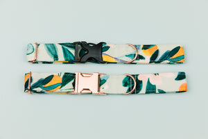 Minty Clementine Water Resistant Dog Collar