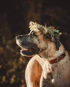 Holly & Pine Cones Dog Collar